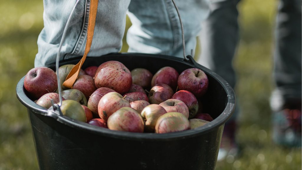 Äpfel bei der Ernte